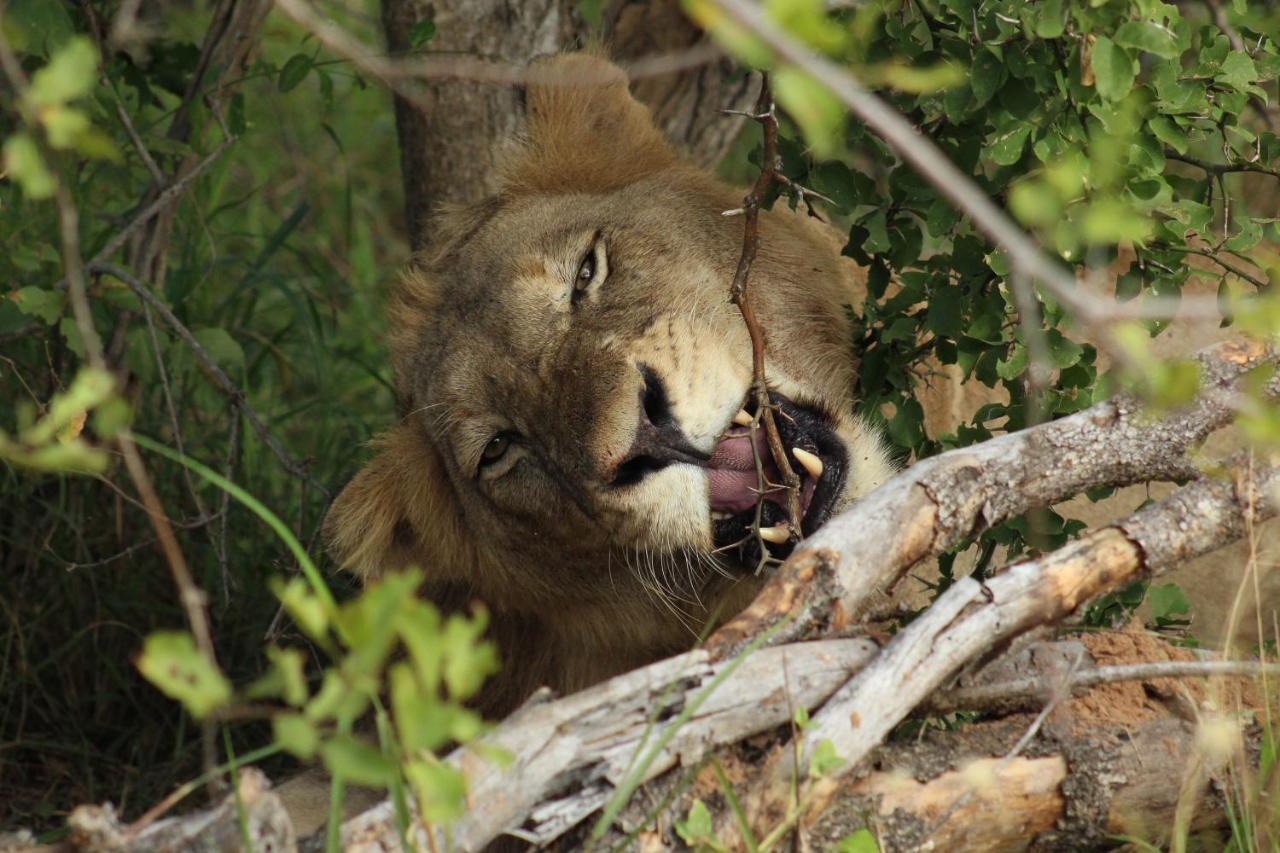 Shumbalala Game Lodge Thornybush Game Reserve Exterior photo