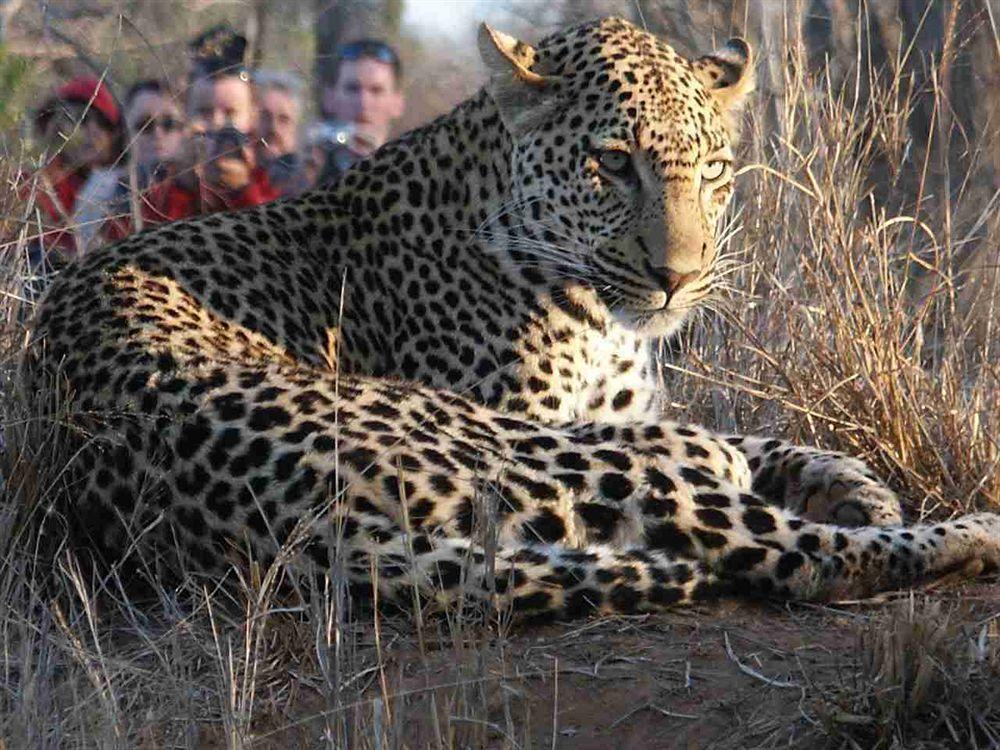Shumbalala Game Lodge Thornybush Game Reserve Exterior photo